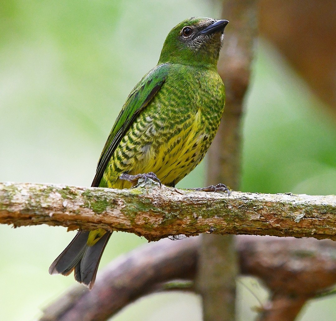 Swallow Tanager - ML642875387