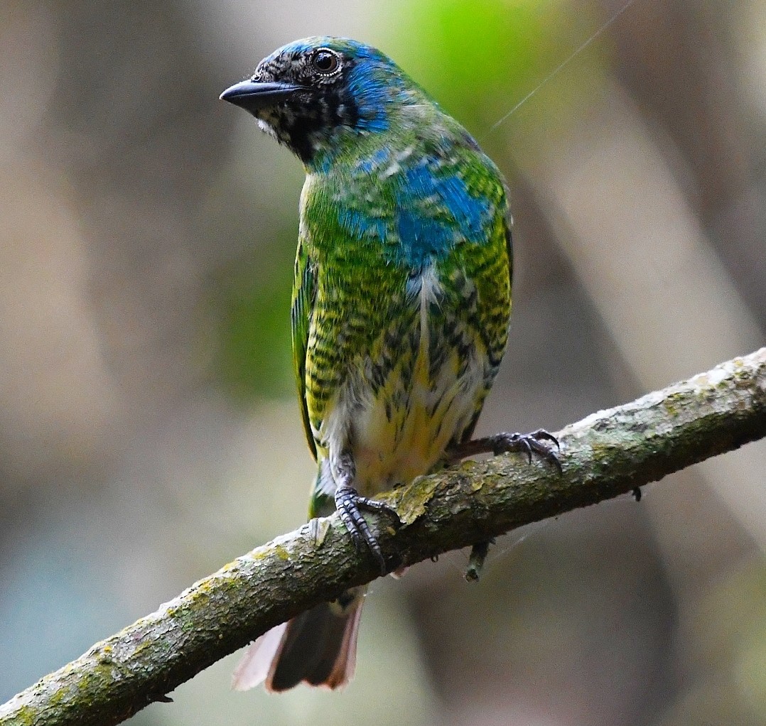 Swallow Tanager - ML642875388