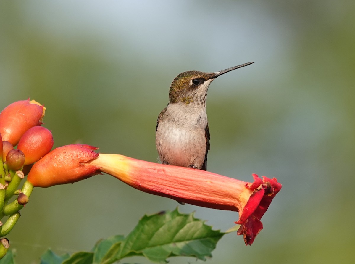 Ruby-throated Hummingbird - ML642875389