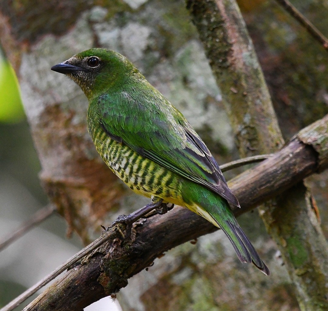 Swallow Tanager - ML642875390