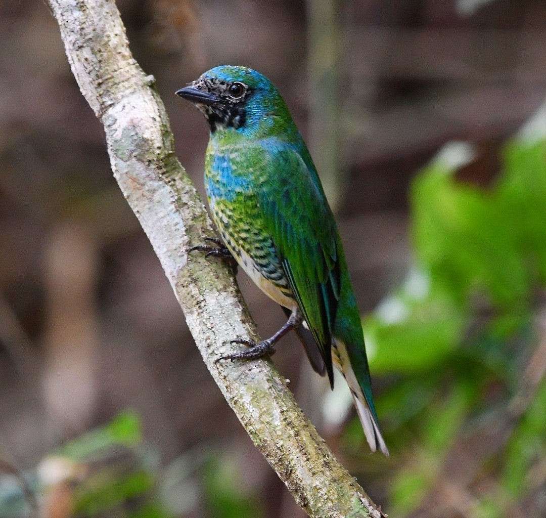Swallow Tanager - ML642875391