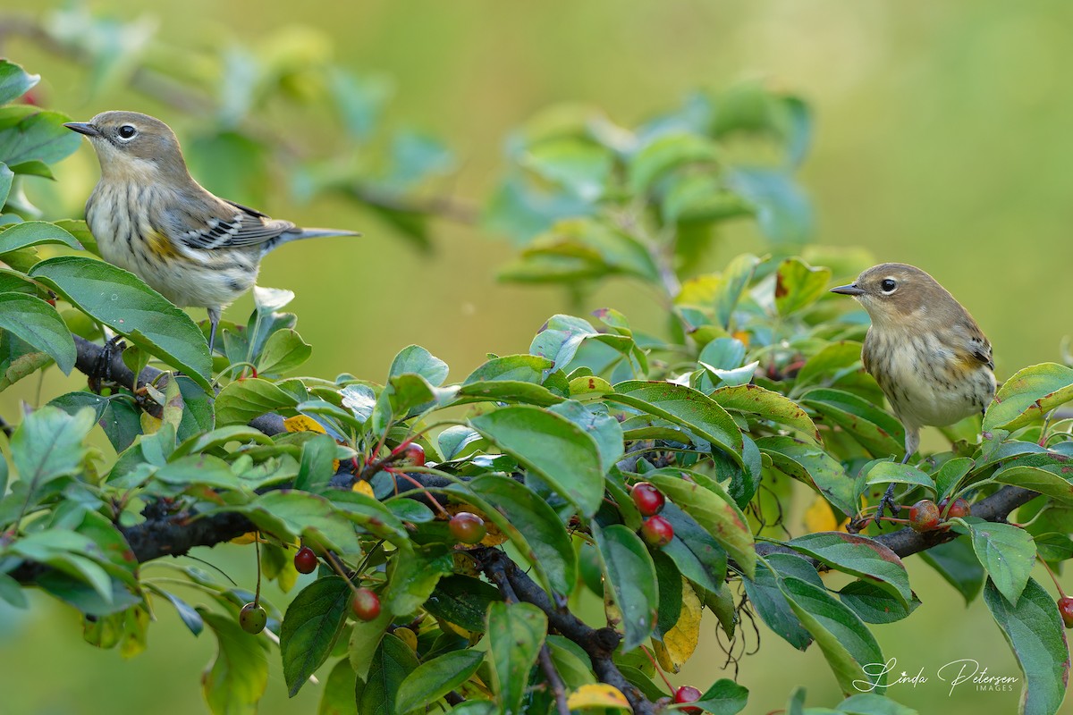 Yellow-rumped Warbler - ML642875393