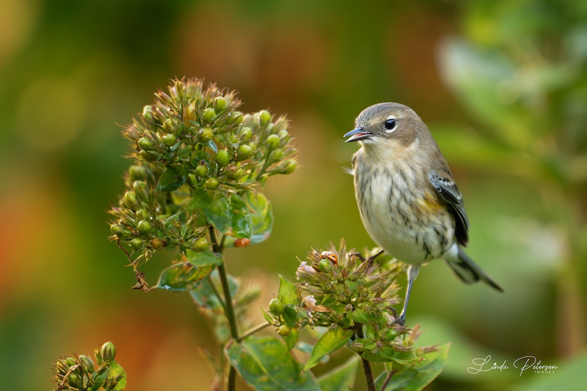 Yellow-rumped Warbler - ML642875395