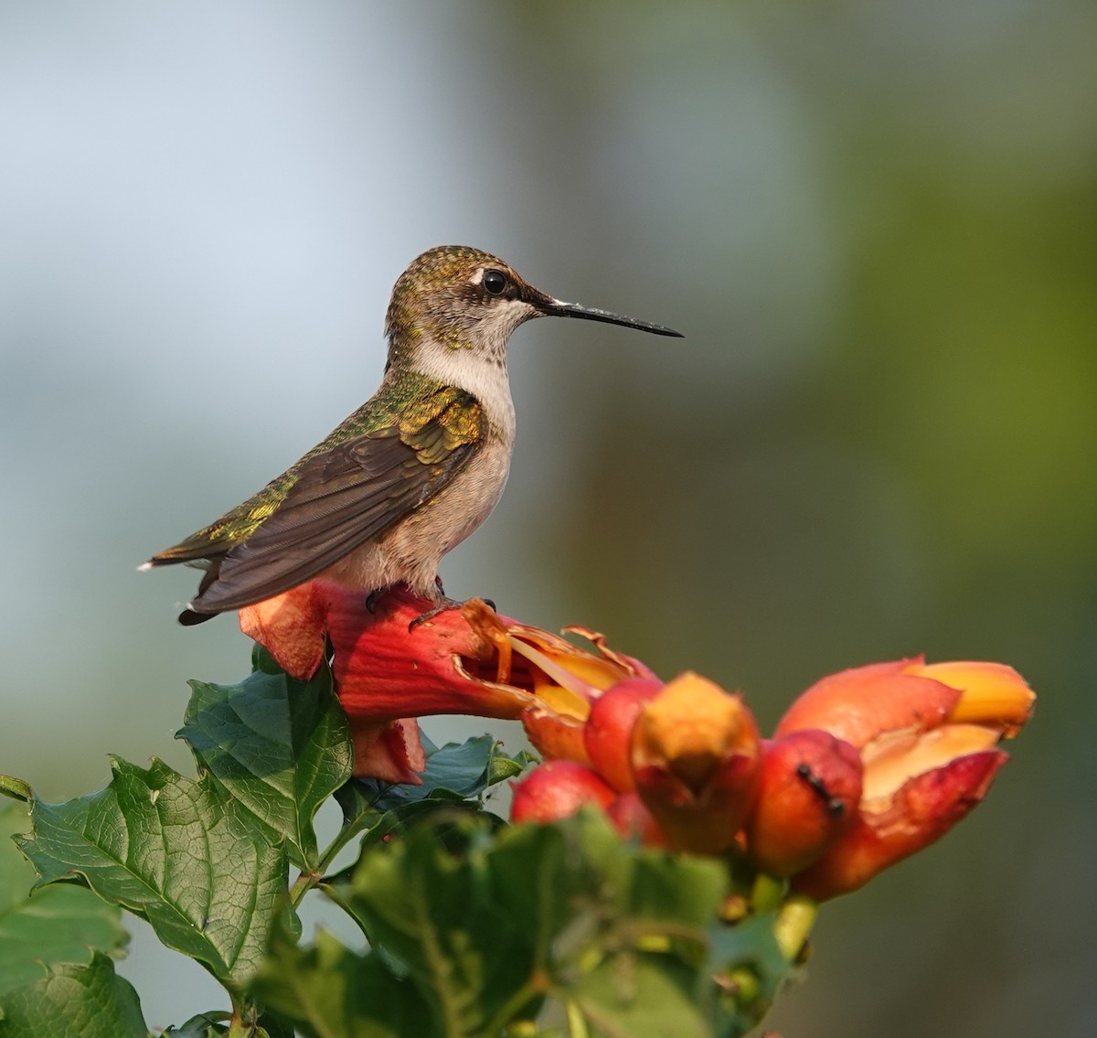 Ruby-throated Hummingbird - ML642875399