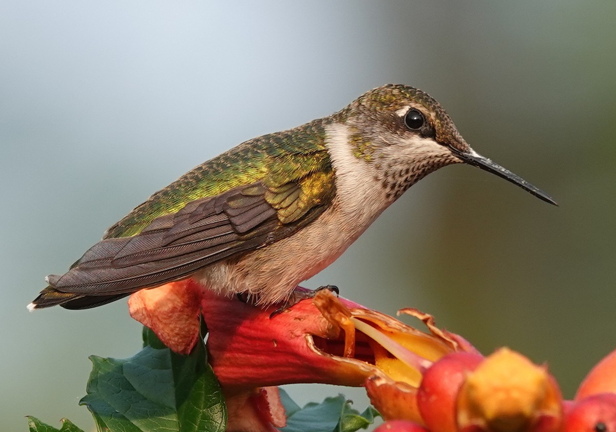 Ruby-throated Hummingbird - ML642875406