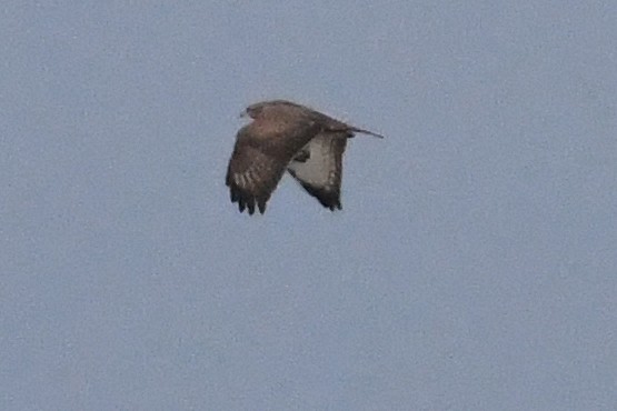 Şahin - ML642875424