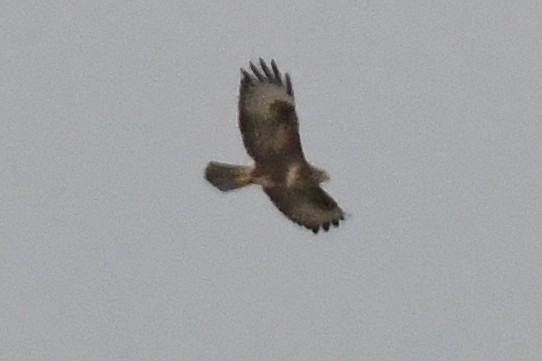 Şahin - ML642875425