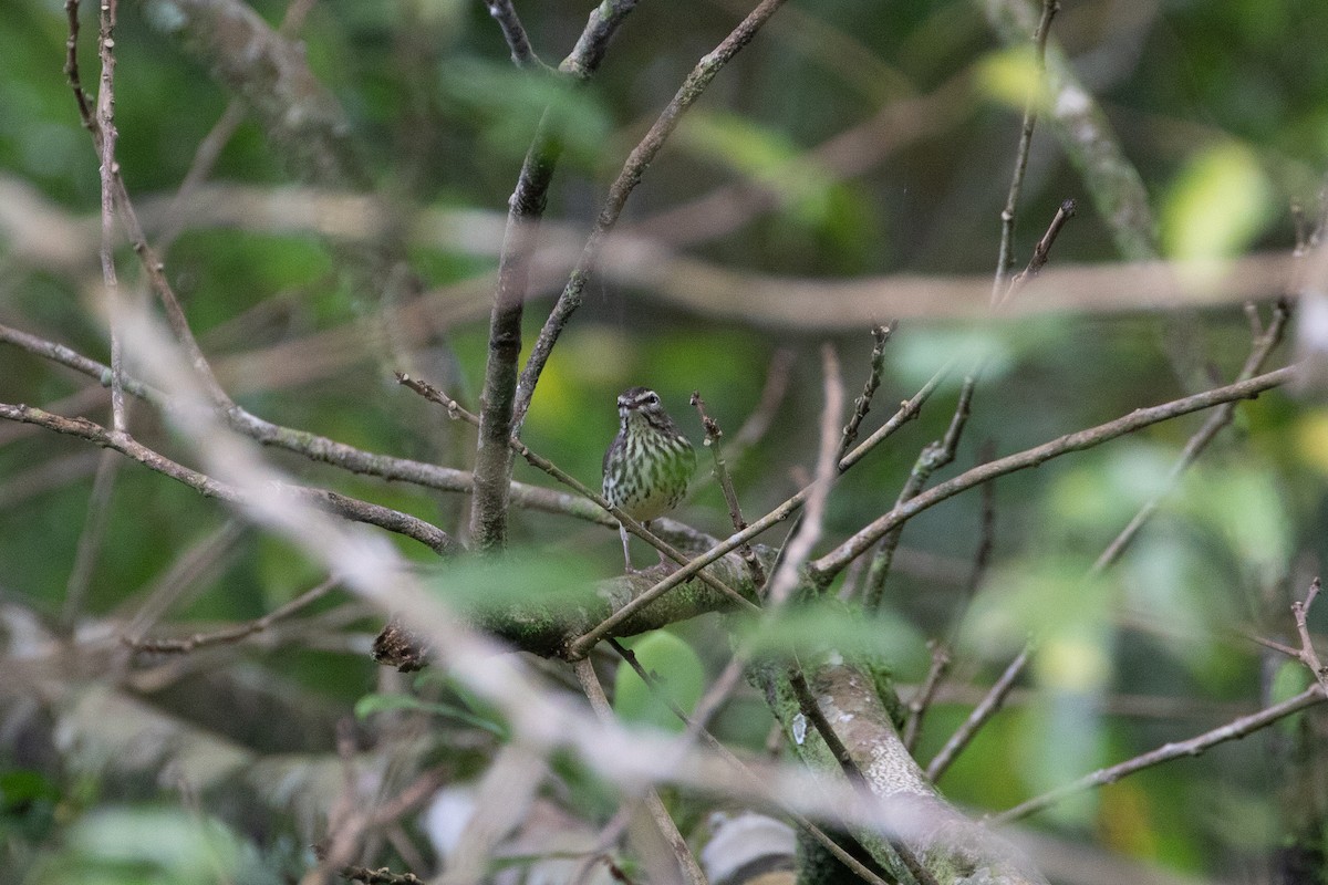 Northern Waterthrush - ML642875447