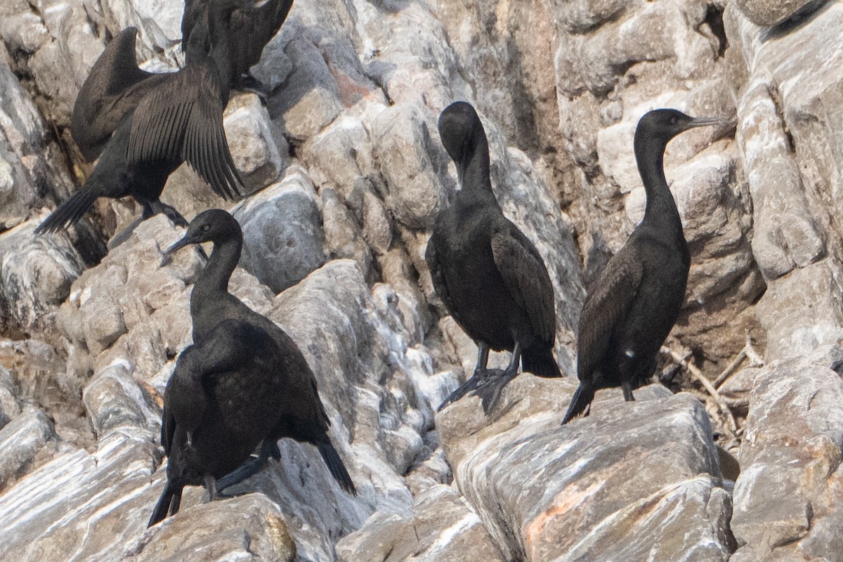 Bank Cormorant - ML642875461