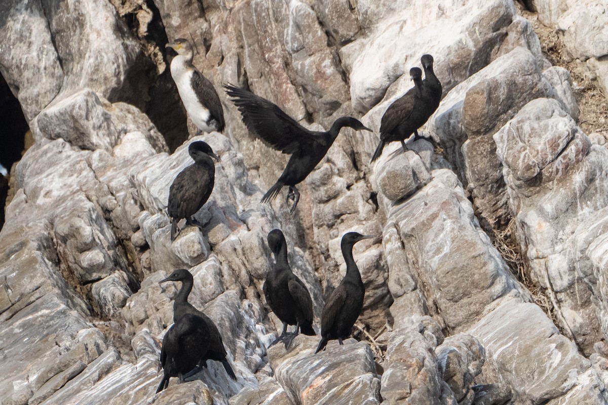 Bank Cormorant - ML642875462