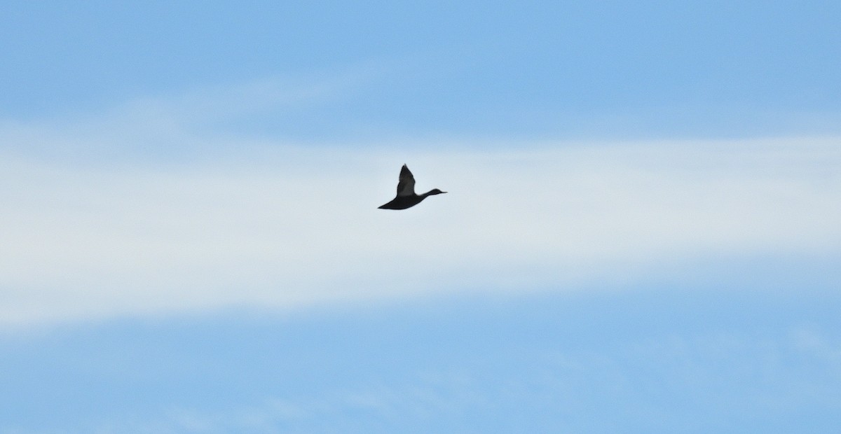American Black Duck - ML642875464