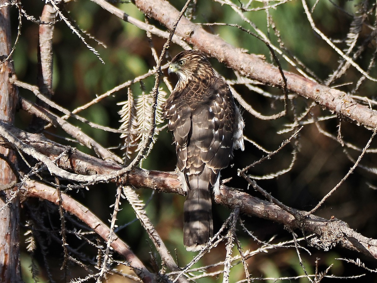 Cooper's Hawk - ML642875469