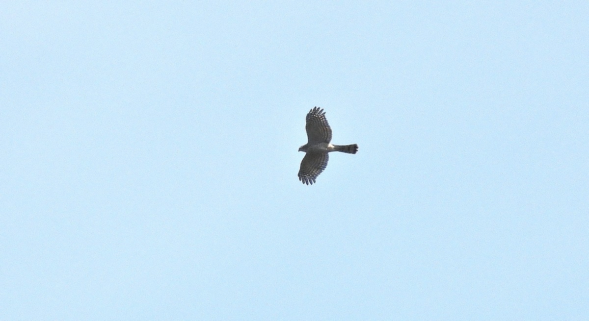 Cooper's Hawk - ML642875477