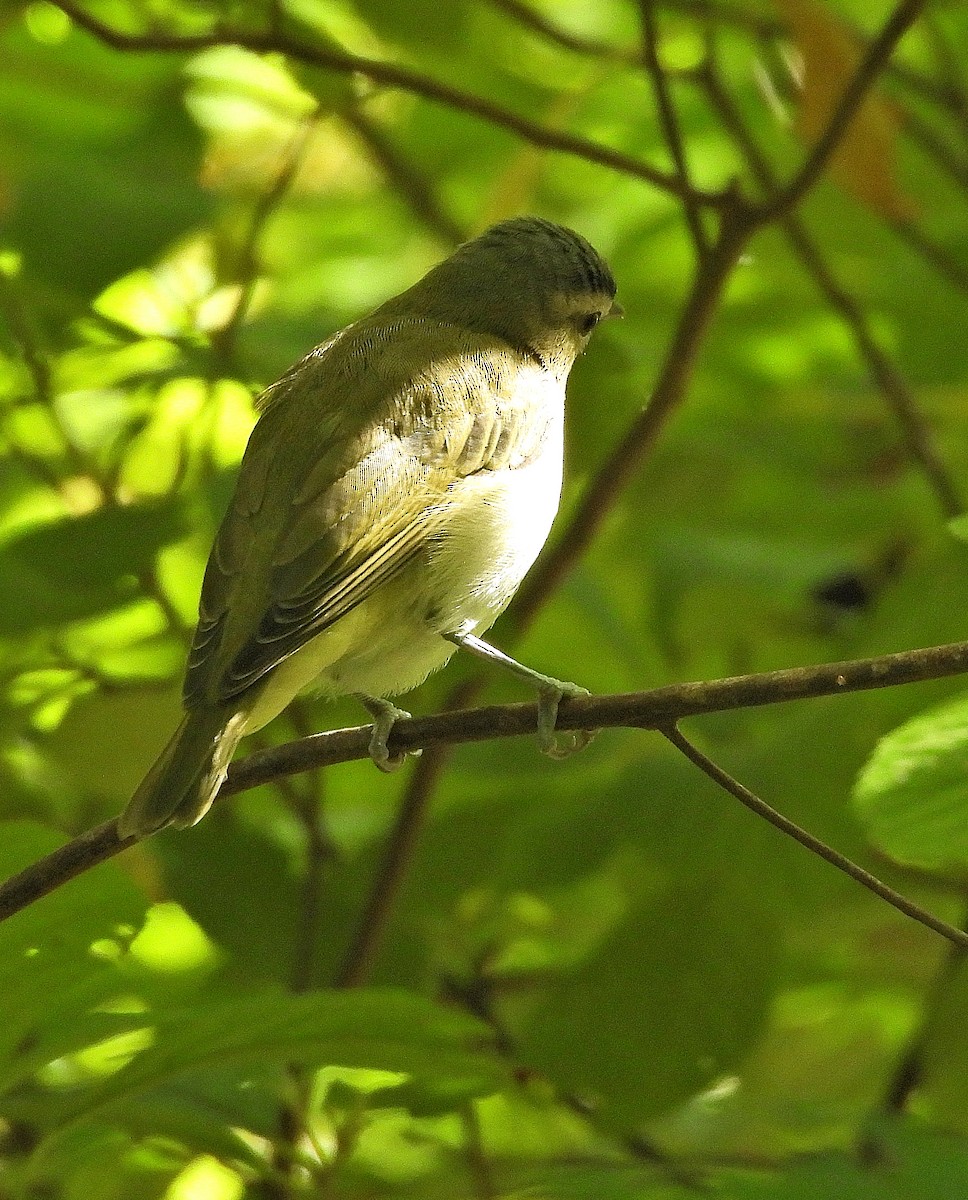 Red-eyed Vireo - ML642875493