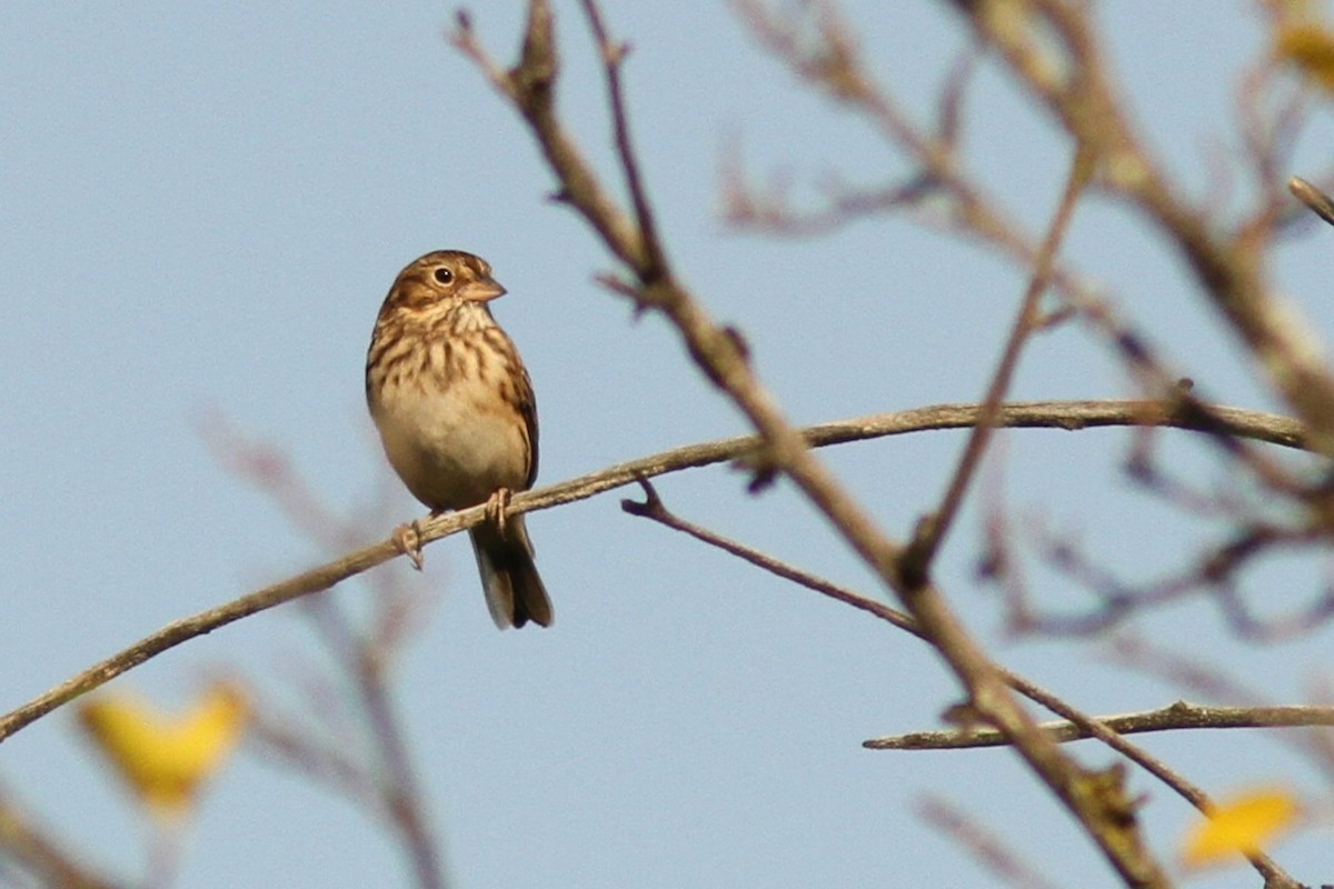 Vesper Sparrow - ML642875498