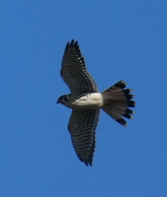 בז אמריקני - ML642875501