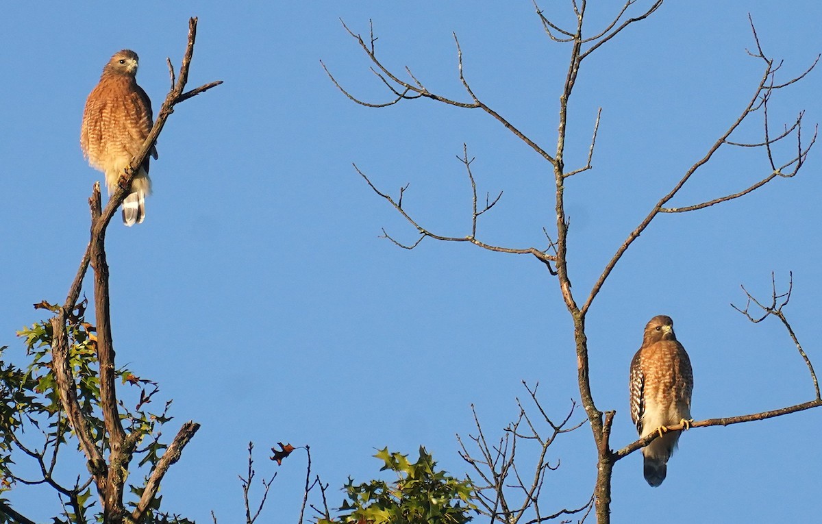 Red-shouldered Hawk (lineatus Group) - ML642875506