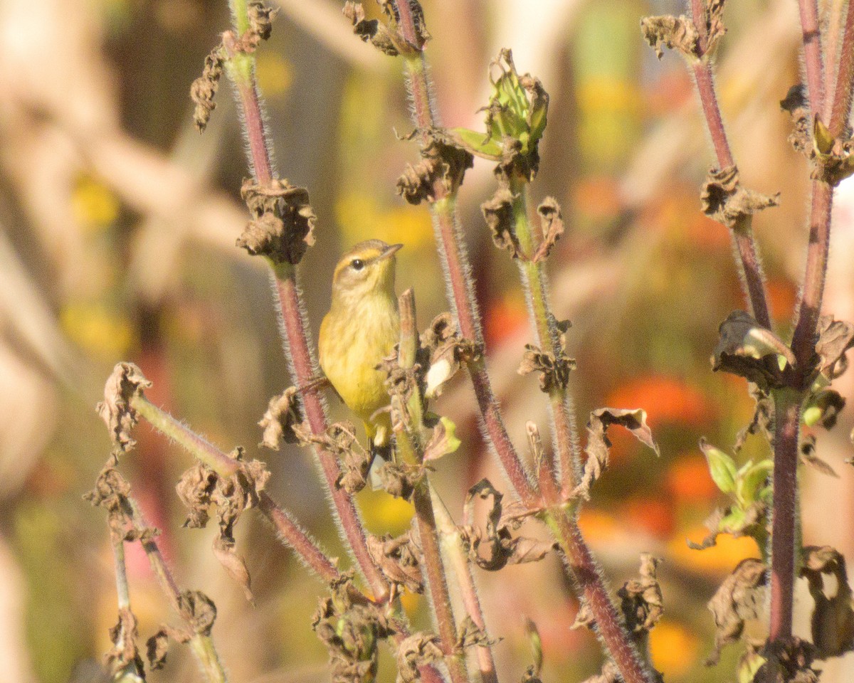 Palm Warbler (Western) - ML642875508