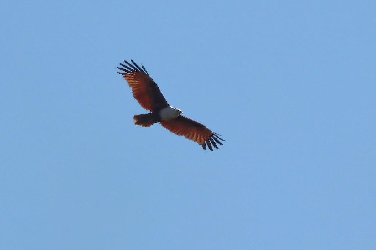 Brahminy Kite - ML642875511