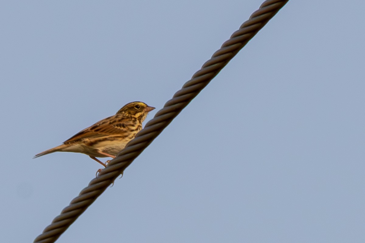 Vesper Sparrow - ML642875512