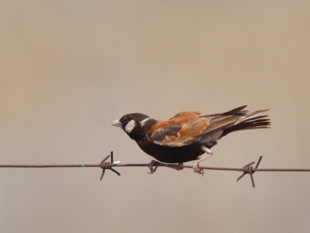 Chestnut-backed Sparrow-Lark - ML642875513