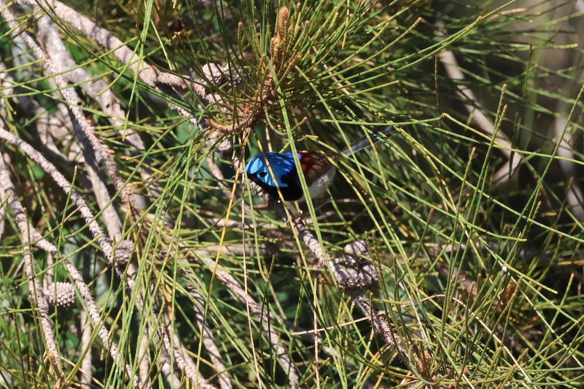 Variegated Fairywren - ML642875519