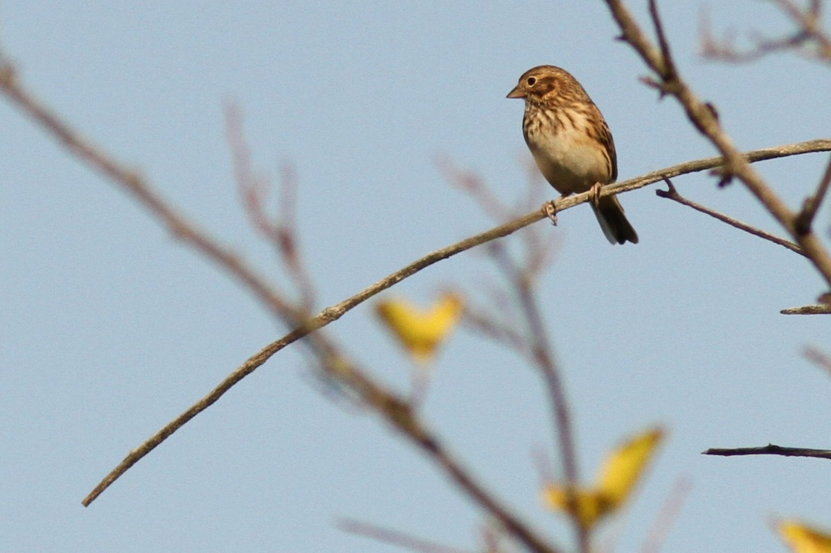 Vesper Sparrow - ML642875538