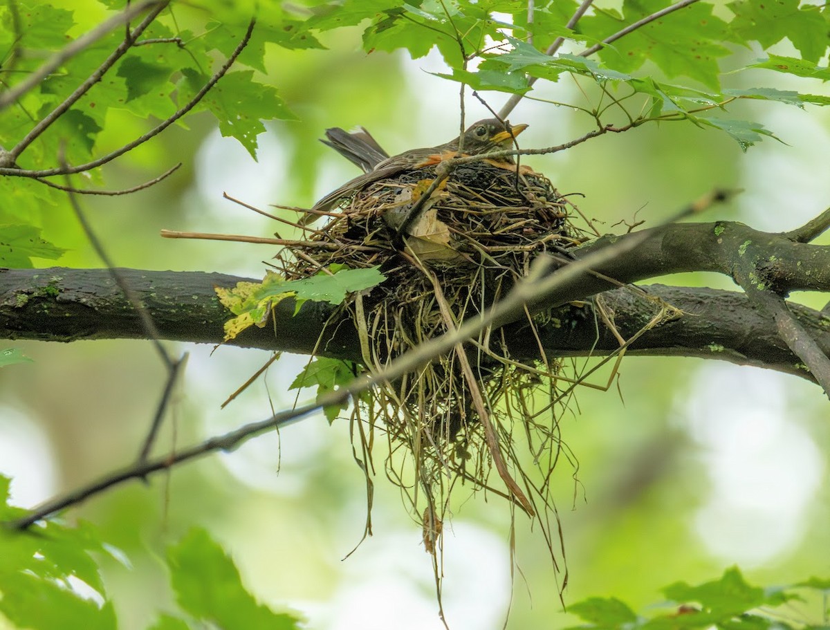 American Robin - ML642875549