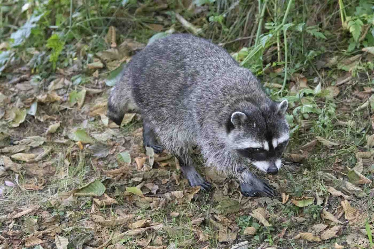 Animals - ML642875555