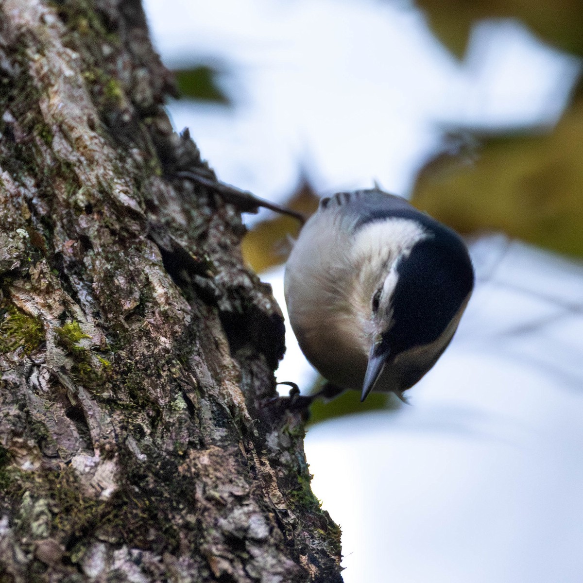 White-breasted Nuthatch - ML642875561