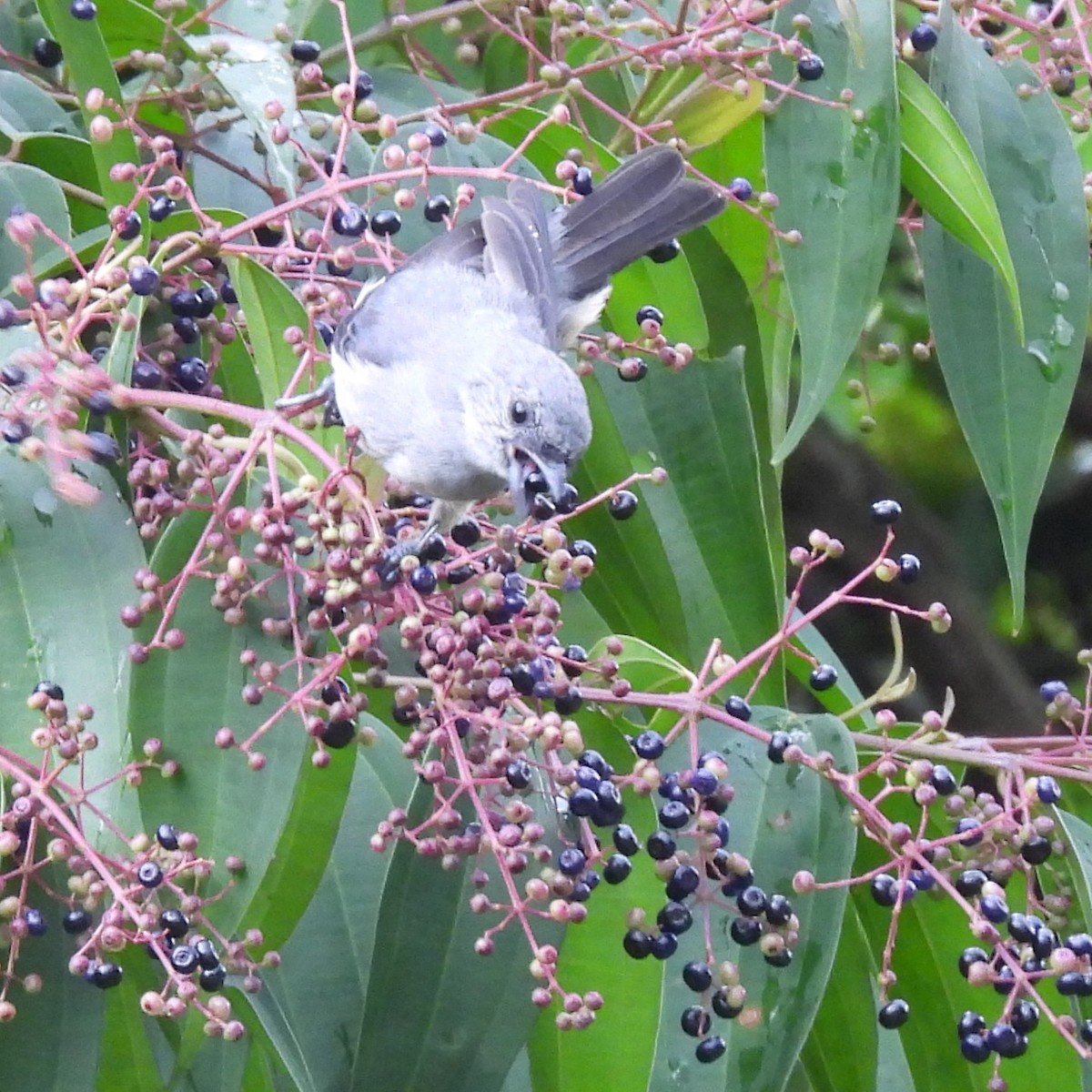 Plain-colored Tanager - ML642875562