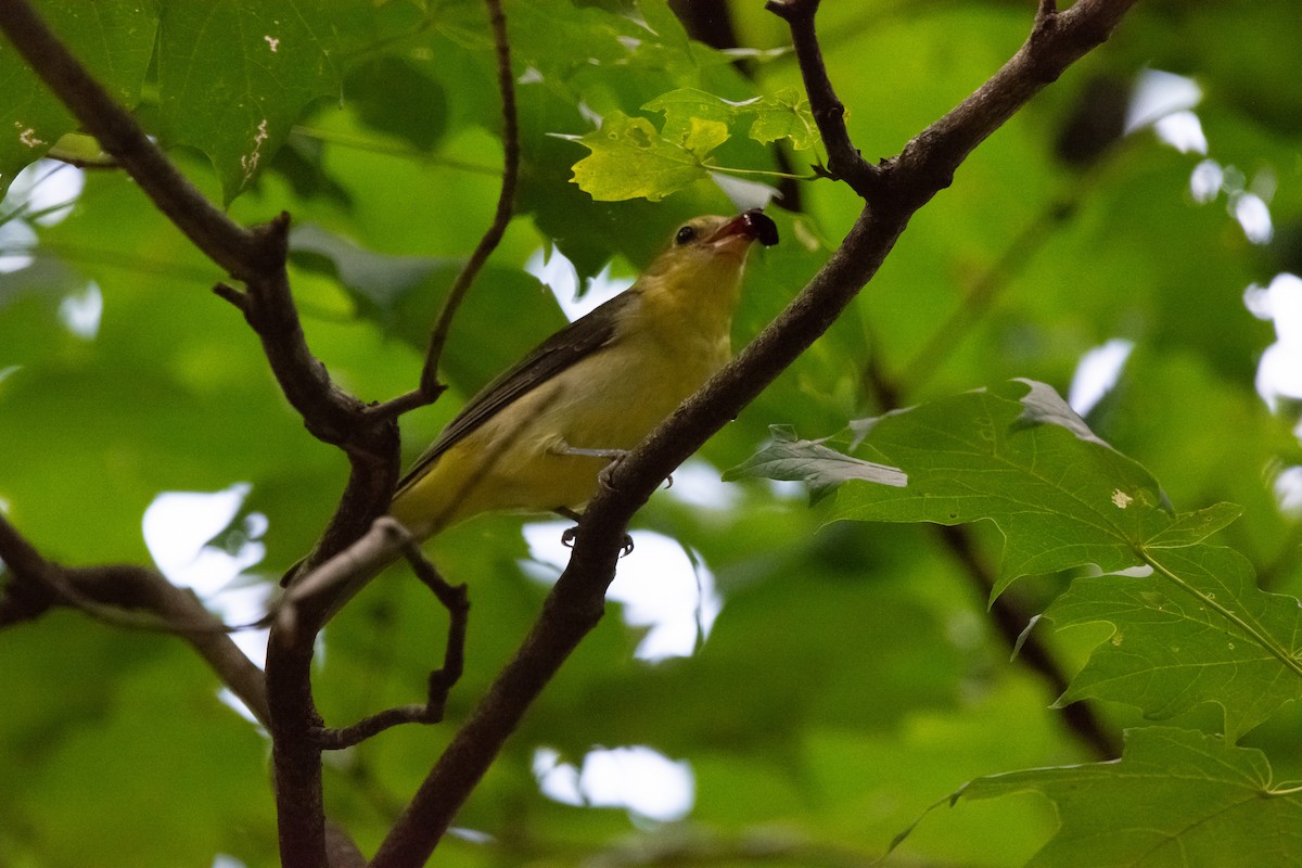 Scarlet Tanager - ML642875578