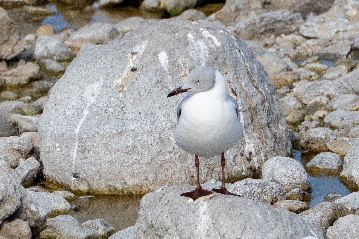 Gabbiano testagrigia - ML642875592