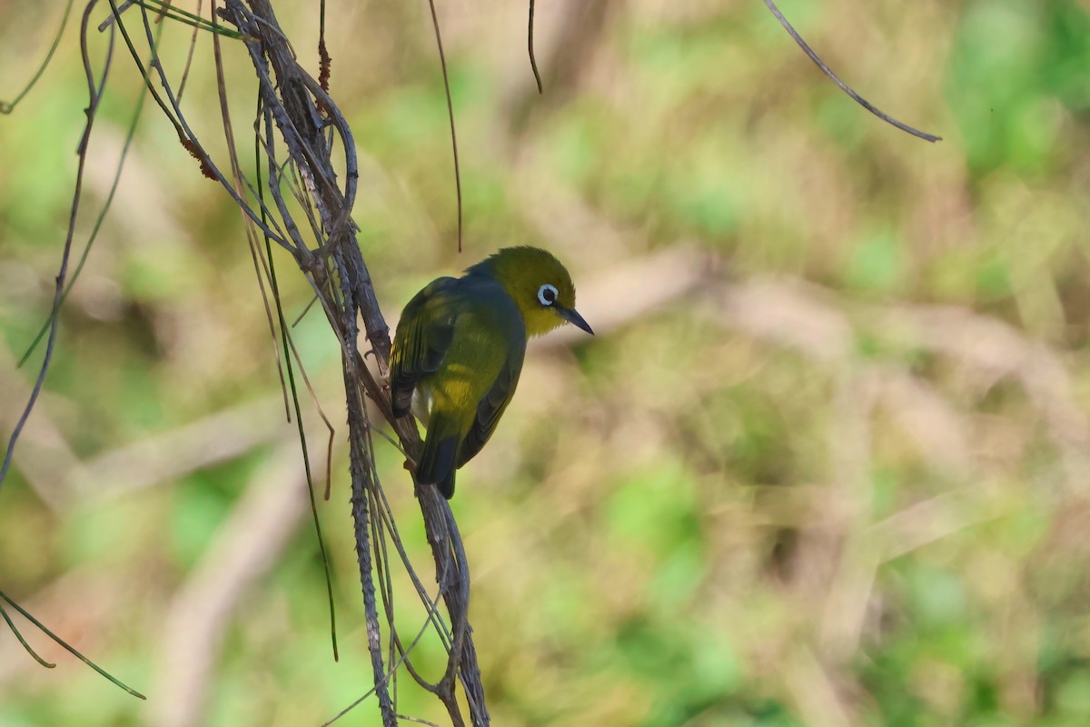 Silvereye - ML642875600