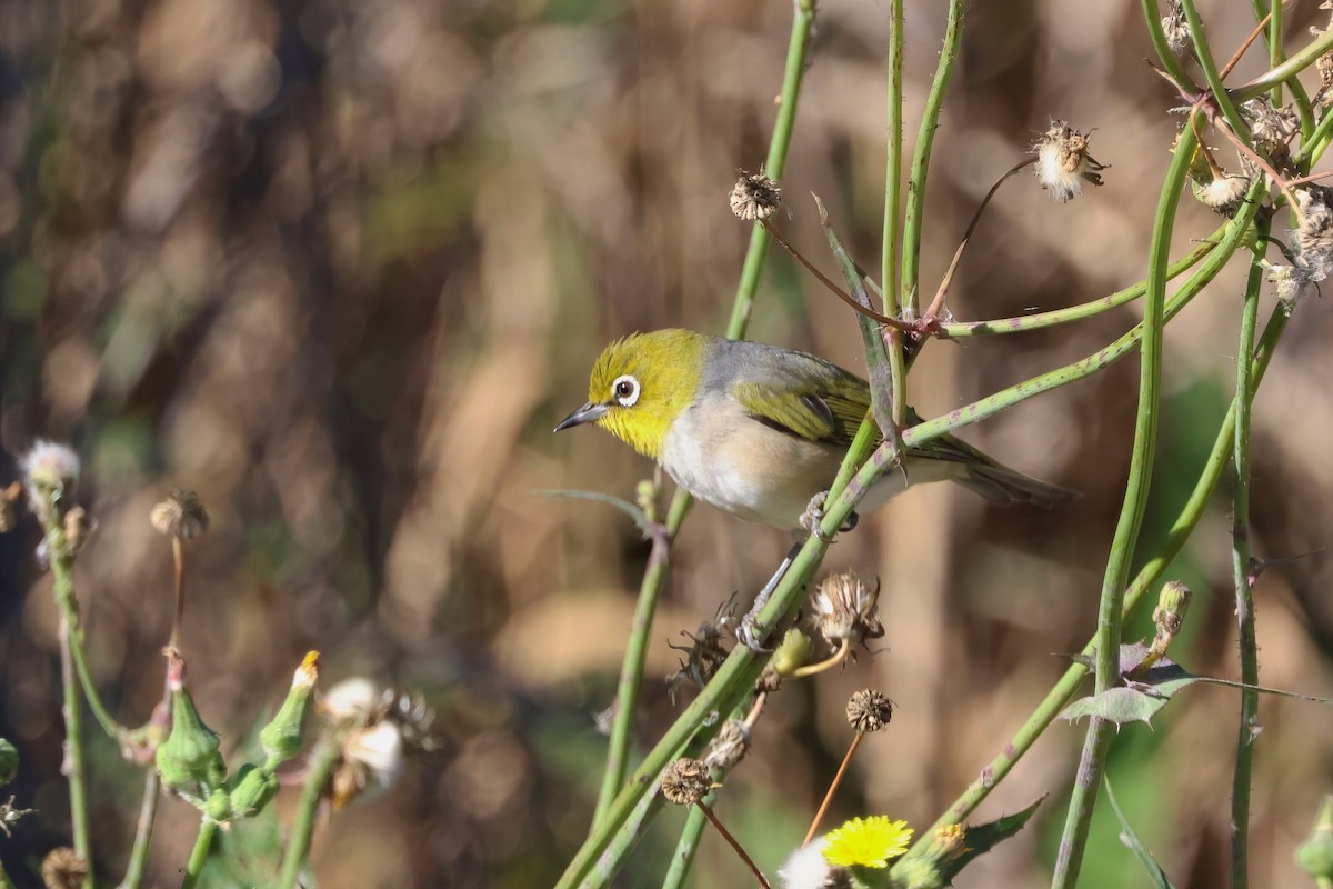 Silvereye - ML642875601