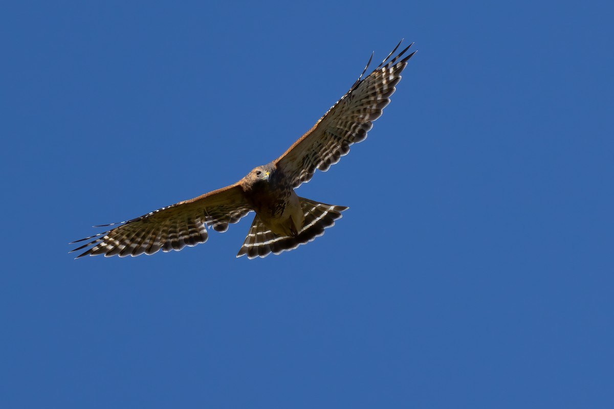 Red-shouldered Hawk - ML642875613