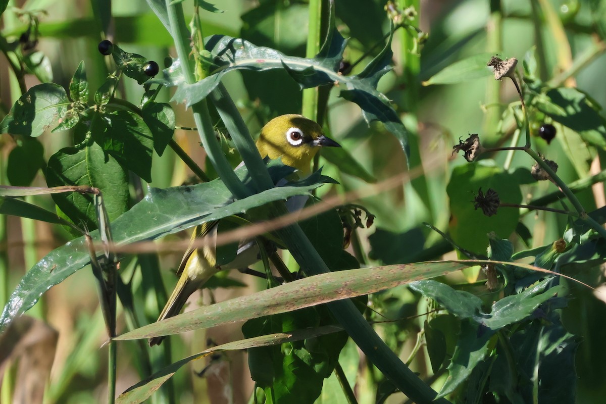 Silvereye - ML642875623