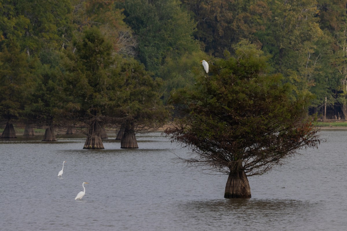Great Egret - ML642875631
