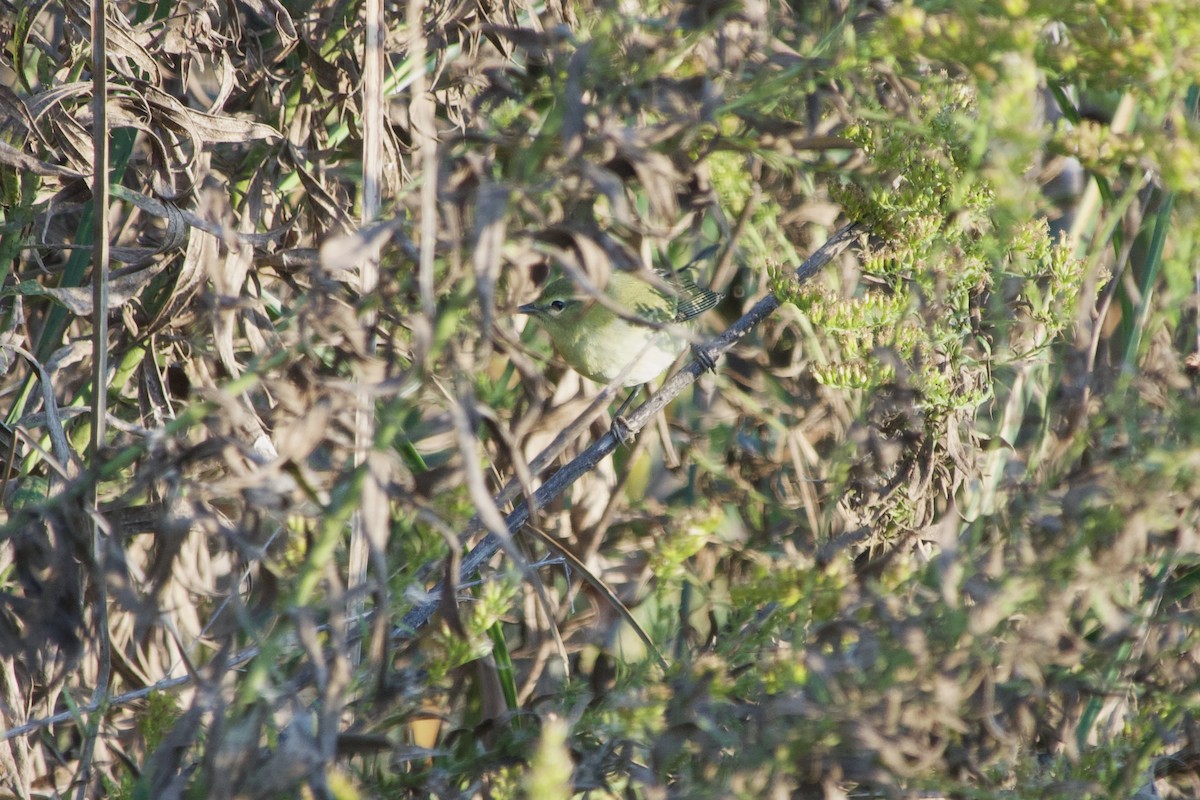 møllparula - ML642875632