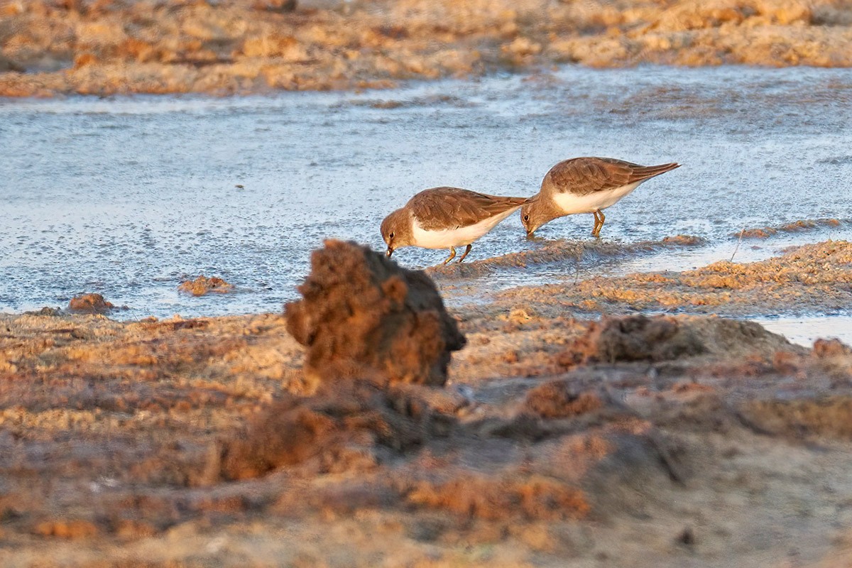 temmincksnipe - ML642875653