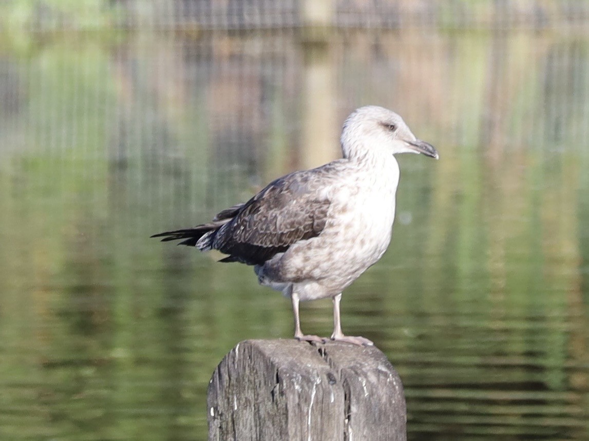 sildemåke - ML642875660