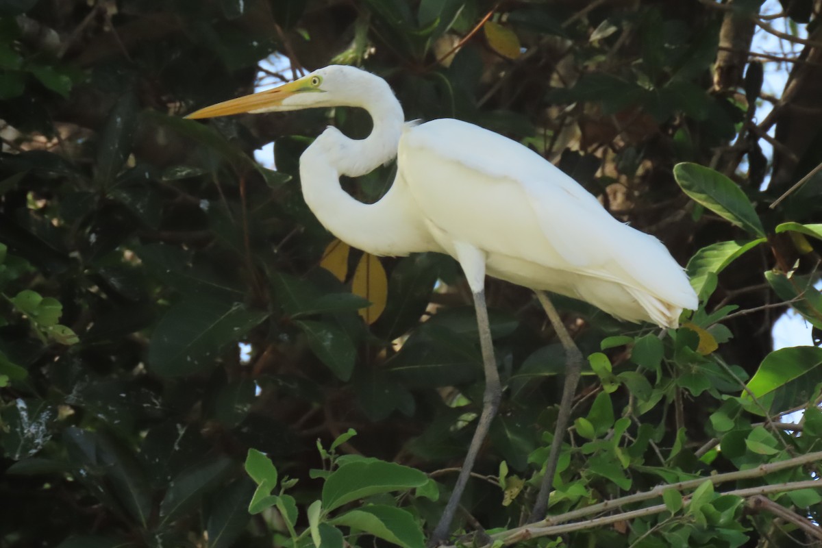 egretthegre - ML642875661