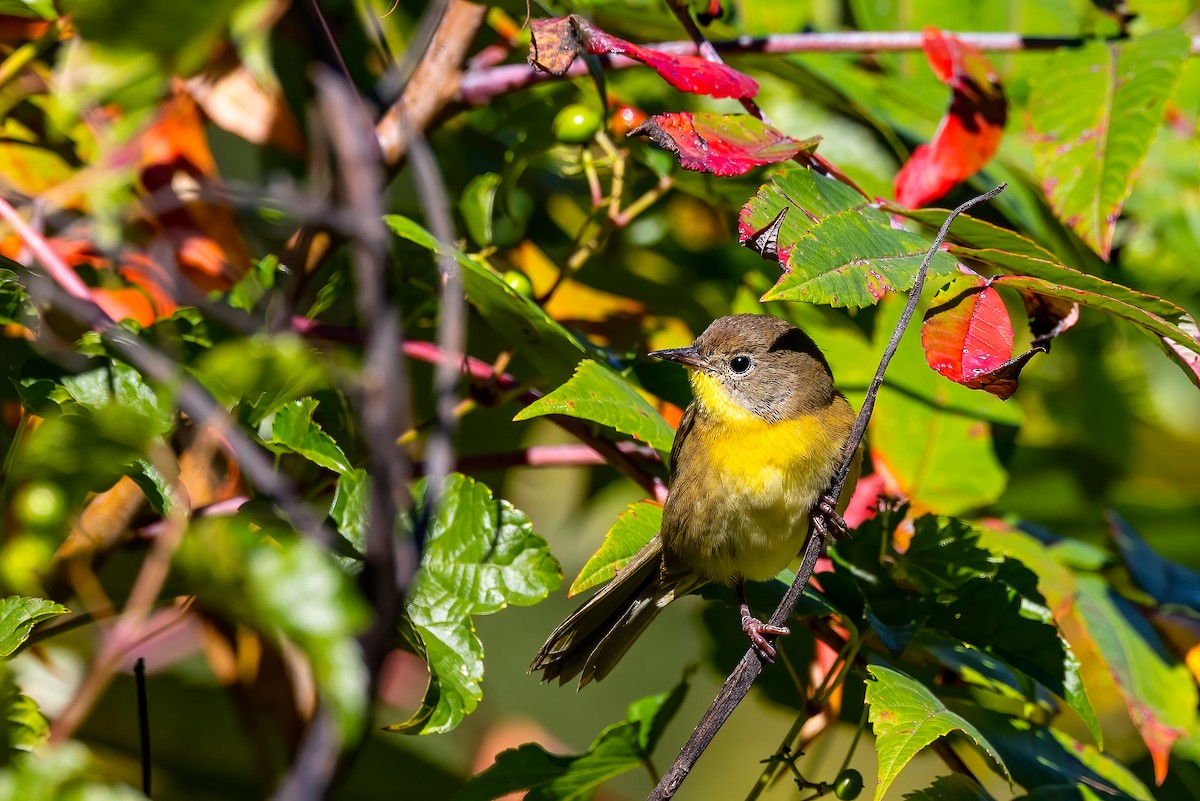 Common Yellowthroat - ML642875666