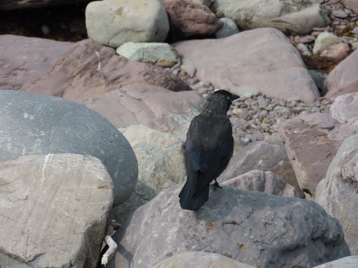 Eurasian Jackdaw - ML642875671