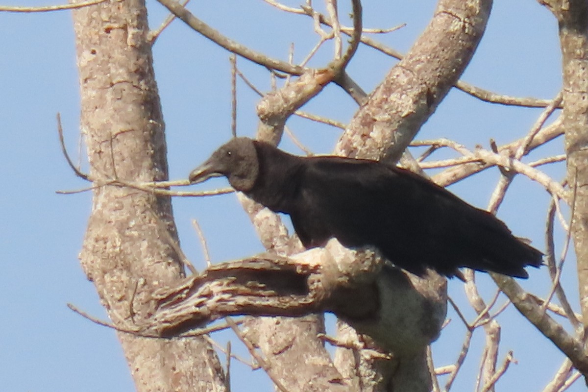 Black Vulture - ML642875687