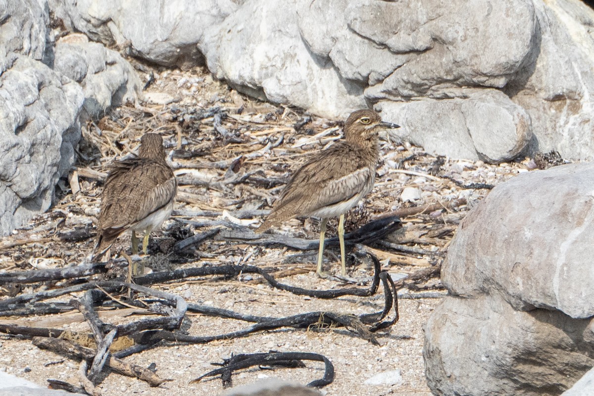 Water Thick-knee - ML642875694