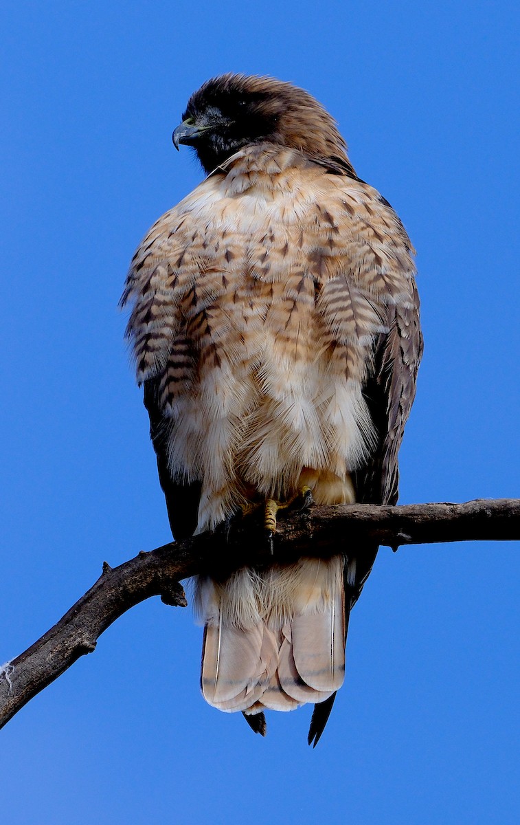 Red-tailed Hawk - ML642875697