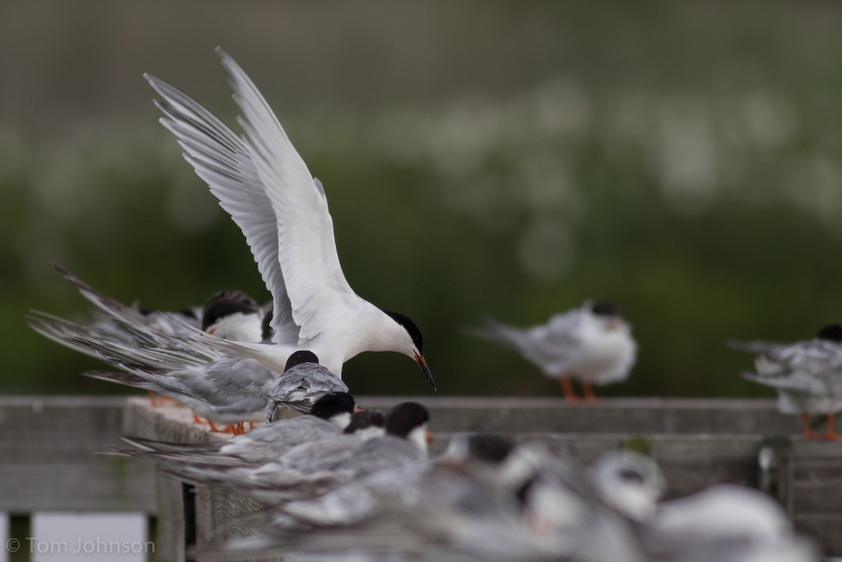 Roseate Tern - ML64287571