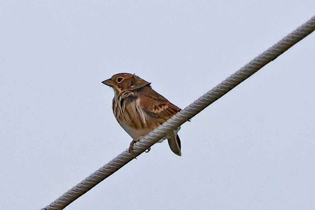 Vesper Sparrow - ML642875711
