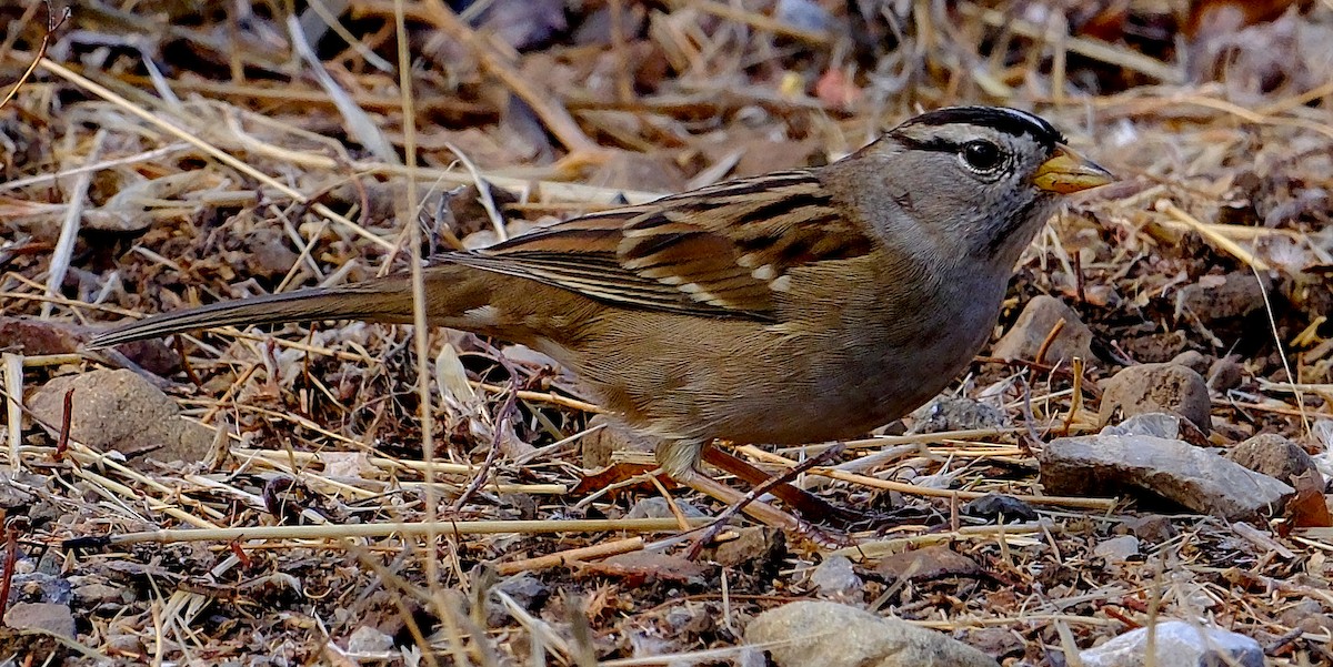 White-crowned Sparrow - ML642875718